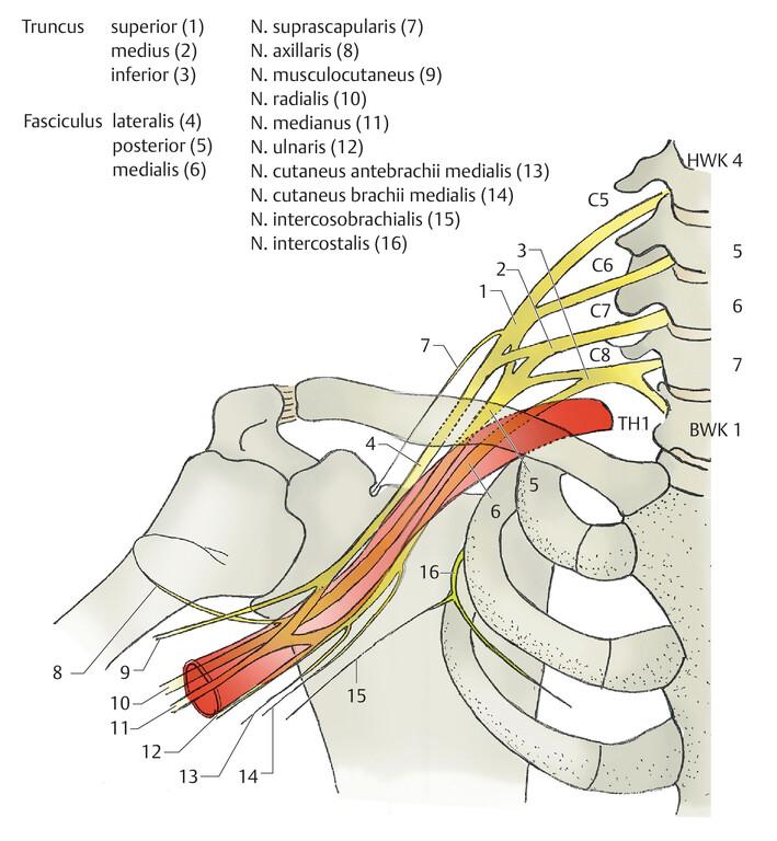 axillärer Plexus 1